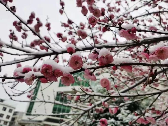 best365寒潮降雪！恩施多处道路结冰各地全力迎战防滑链条销量暴增…(图2)